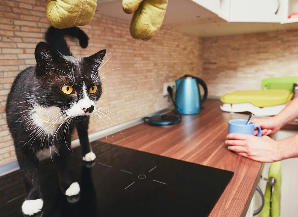 Cats kitchen. Кошка на кухне. Котик на кухне. Фотосессия на кухне с кошкой. Кот на кухне Эстетика.