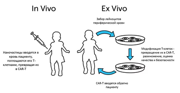 Генную терапию ex vivo схема. Схемы генной терапии in vivo и ex vivo. Генная терапия схема. Генная терапия in vivo ex vivo in vitro.