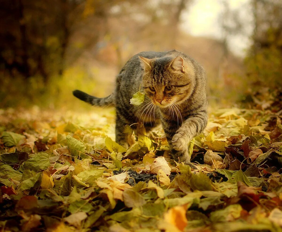 Кот шагает. Осенний кот. Кот в осенней листве. Коты и осень. Осенняя листва.