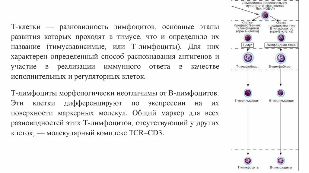 Лимфоидные клетки в лимфоциты. Дифференцировка b лимфоцитов. Развитие субпопуляций т лимфоцитов в тимусе. Дифференцировка т лимфоцитов в тимусе. Регуляторные т лимфоциты