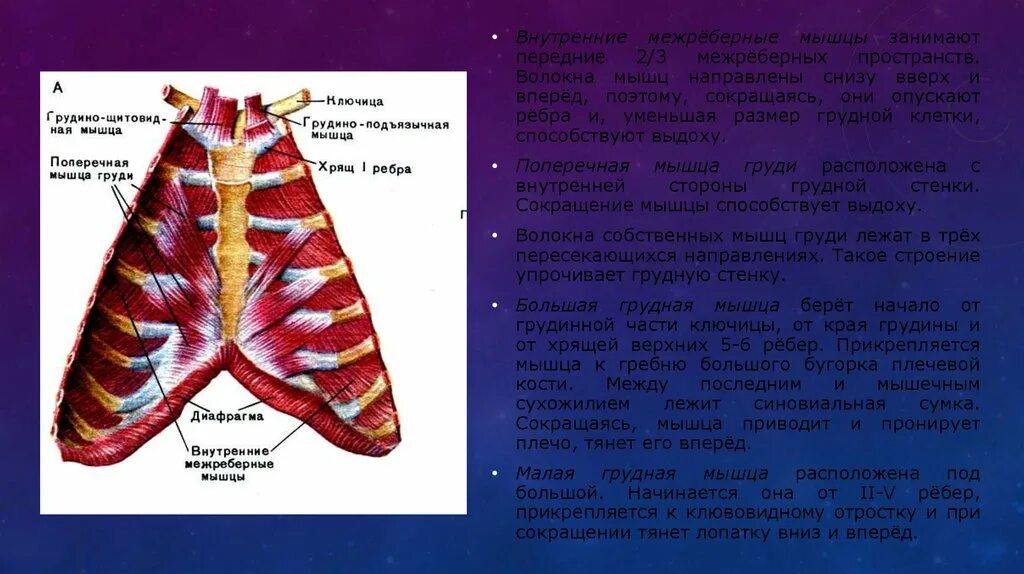 Опущенные ребра. Межреберные мышцы. поперечная мышца грудной клетки. межреберные мышцы груди. мышцы опускающие ребра.