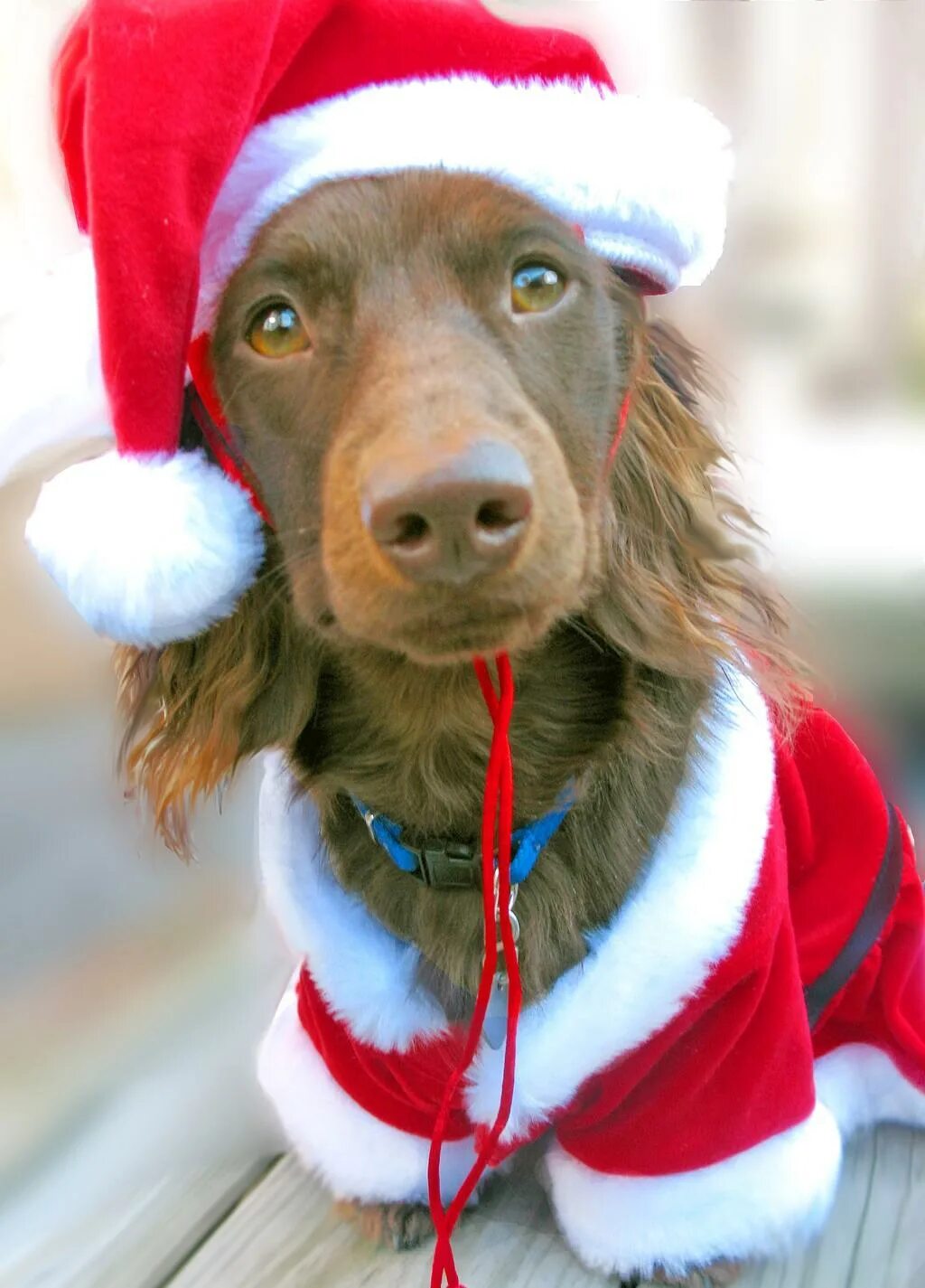 Собака в шапке деда мороза. Собачка мороз. Комбинезон для собак санта клаус. Костюм деда мороза для собаки. Собака в рождественском костюме.