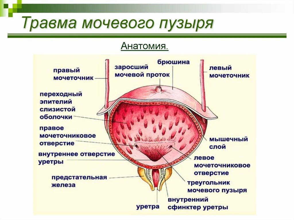 Мочевой пузырь анатомия внешнее строение. Строение наружной оболочки мочевого пузыря. Строение мочевого пузыря наружнее. Наружное строение мочевого пузыря анатомия.