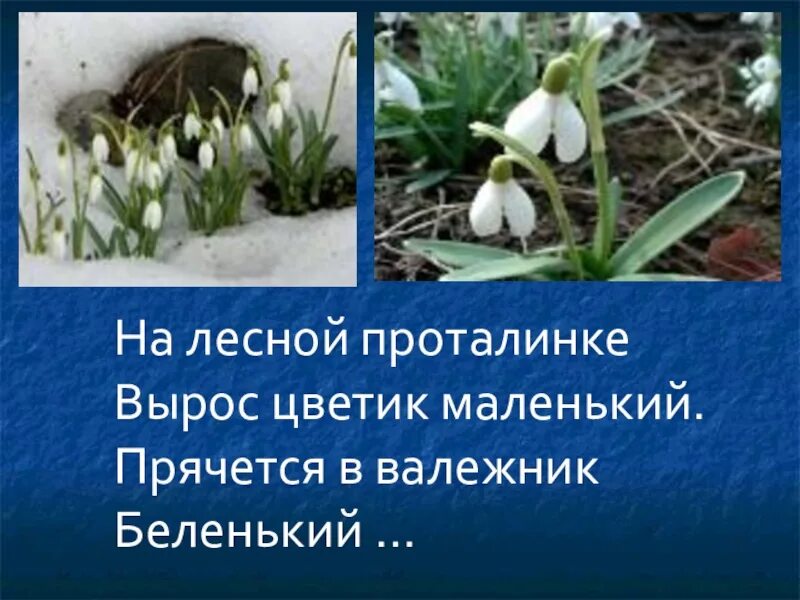 На лесной проталинке вырос. На Лесной проталинке вырос Цветик. На Лесной проталинке вырос Цветик маленький прячется. На проталинке Лесной. Подснежник вырос на проталинке.