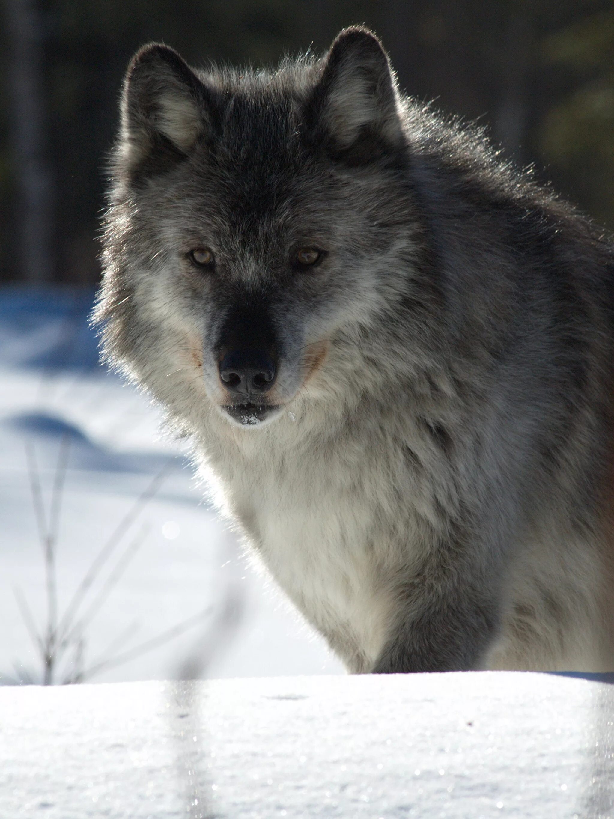 Wolf names. Амурский волк. Волк зимой. Красивый пушистый волк. Хищные животные волки.