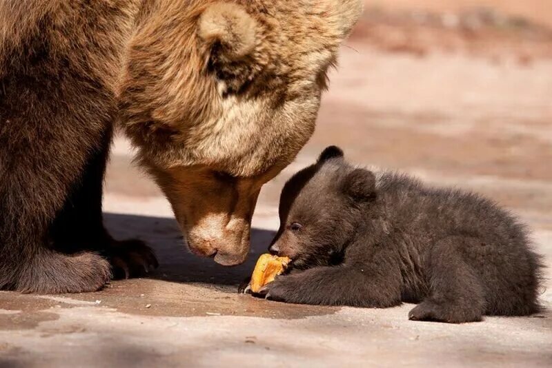 Я медведь настоящий медвежонок или нет. Медведица с медвежатами. Мама Медведица и Медвежонок. Медведь с медвежонком. Медвежонок с мамой.