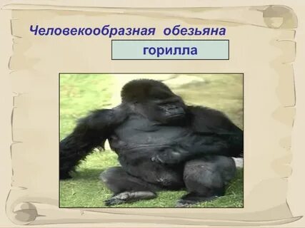 Первый примат