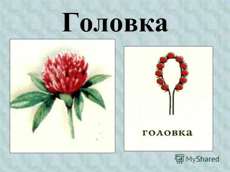 Виртуальный тур "Лекарственные растения. Окопник" 2024, Старый Оскол - дата и ме