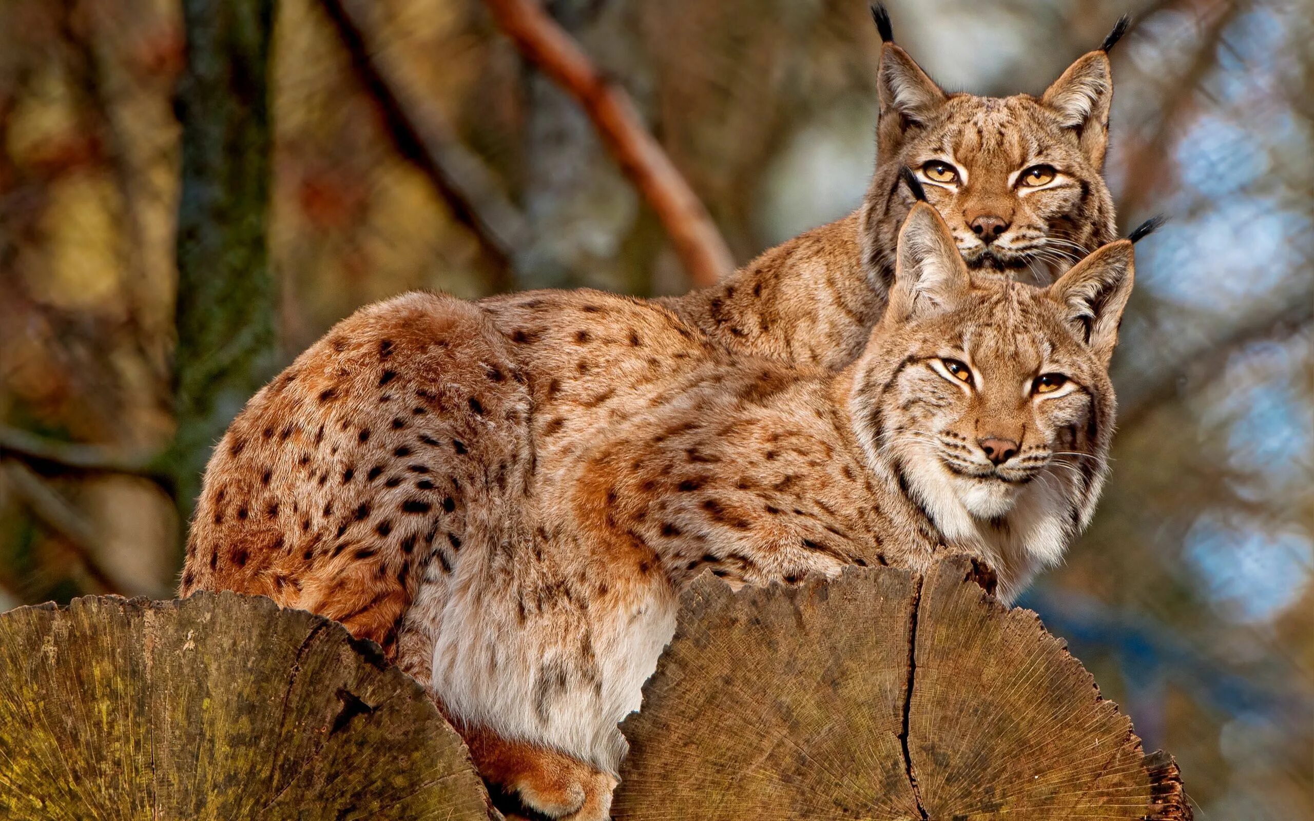 Обои диких животных. Рысь в Кавказском заповеднике. Lynx issiodorensis. Eipril Рысь. Канадская Рысь.