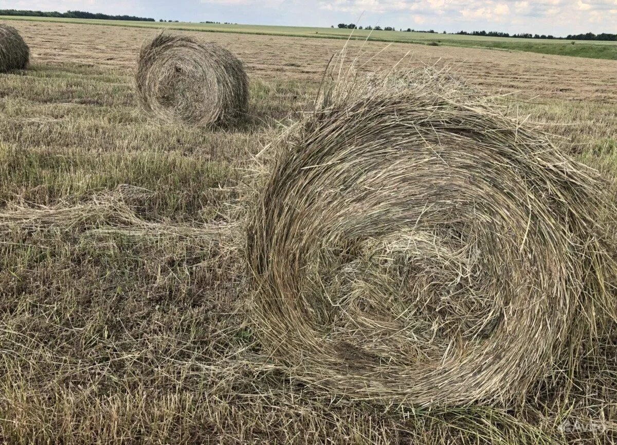 Сено александров. Сено в рулонах. Сено эспарцет. Сено в тюках. Сено Клеверное рулон.