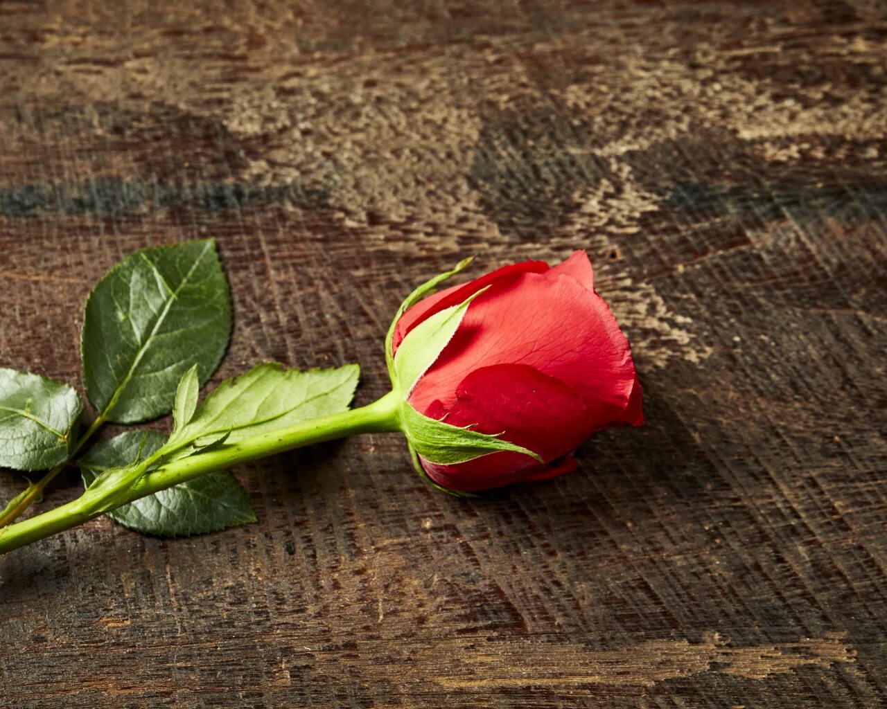 Бутон красной розы. Цветы лежат на столе. Розы лежат на столе.