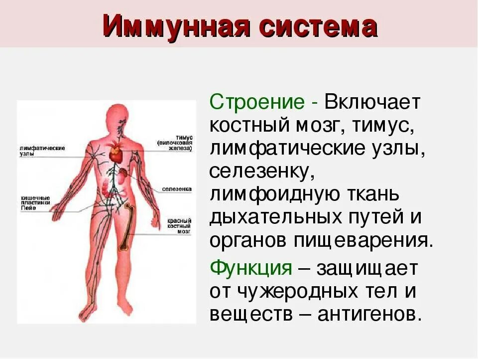 Иммунная система состоит из. Иммунная система организма структура и функции. Иммунная система строение и функции таблица. Иммунная система человека строение и функции анатомия и физиология. Строение и функции иммунной системы.