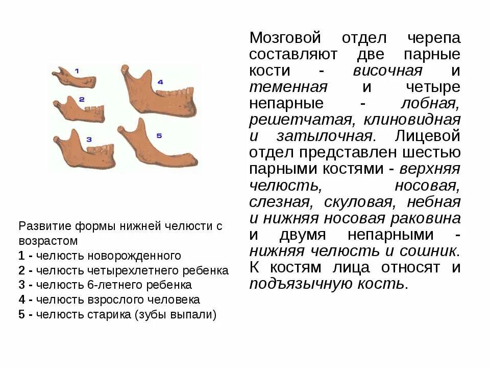 Парная кость состоит из
