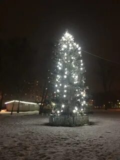 Елки ярославль