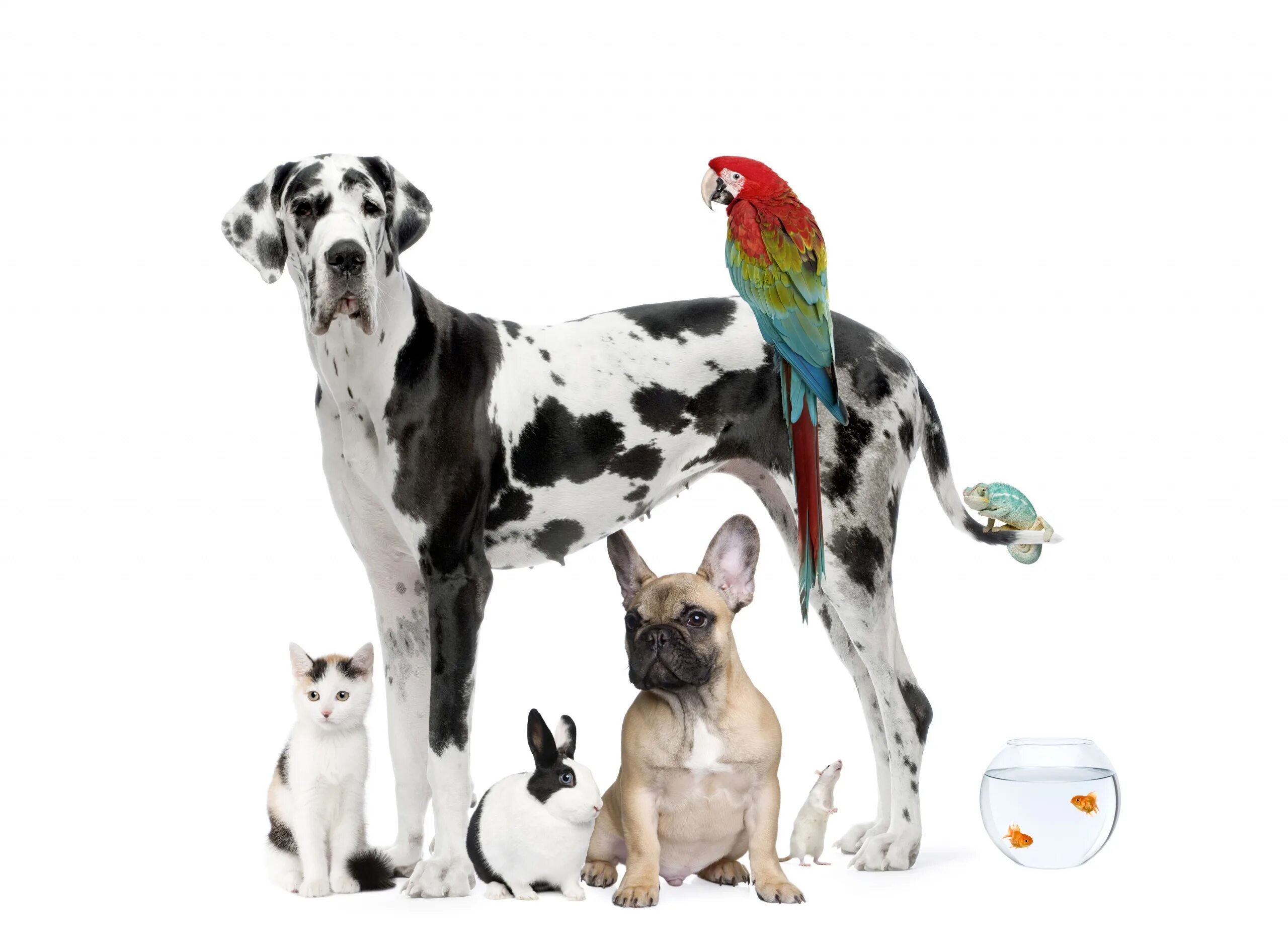 Домашние питомцы. Животные вместе. Домашние животные. Кошки и собаки. Красивые домашние животные.