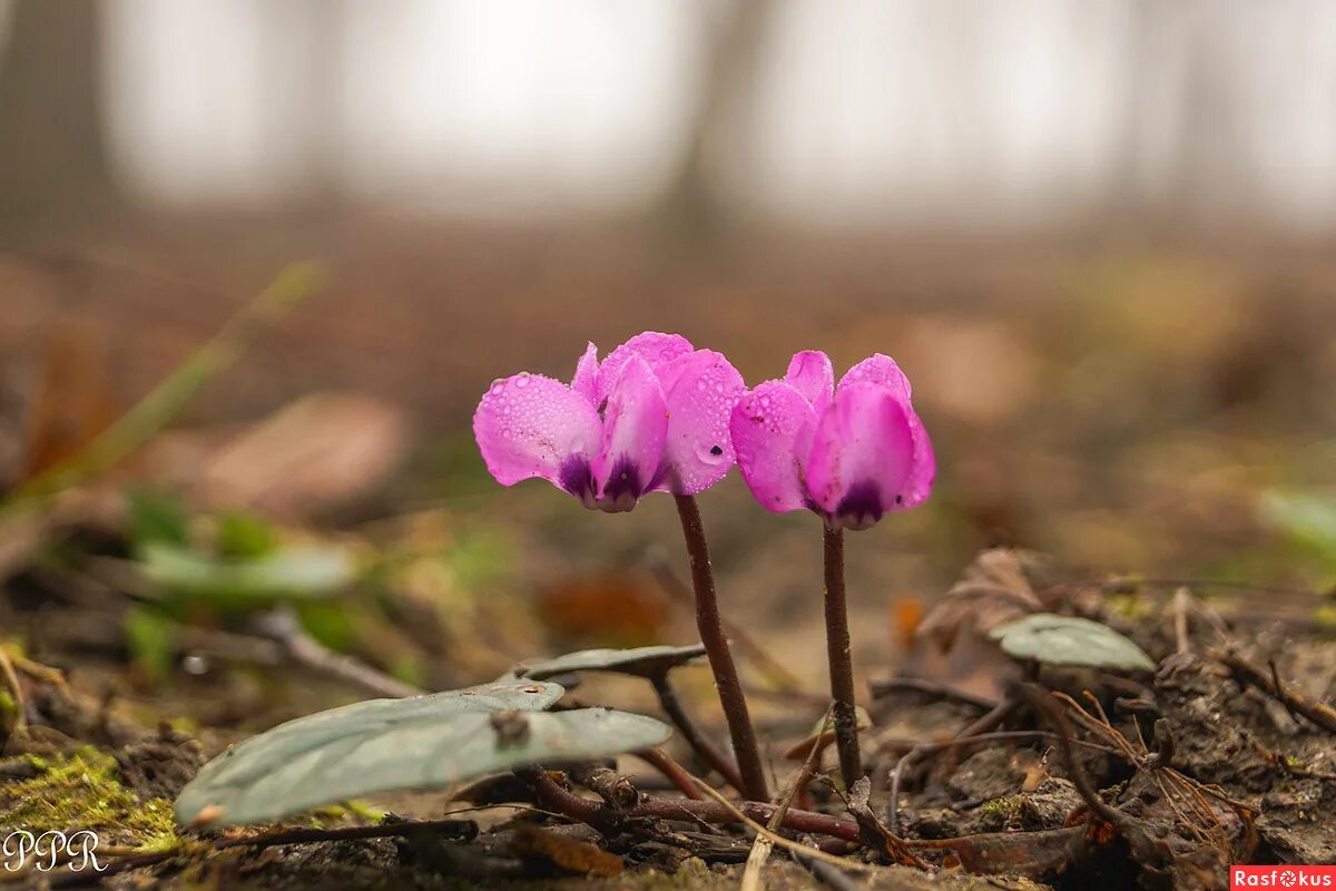 цикламен кавказский красная книга. цикламен кавказский красная книга краснодарского края. цикламен колхидский красная книга. цикламен краснодарский. цикламен кавказский красная книга.