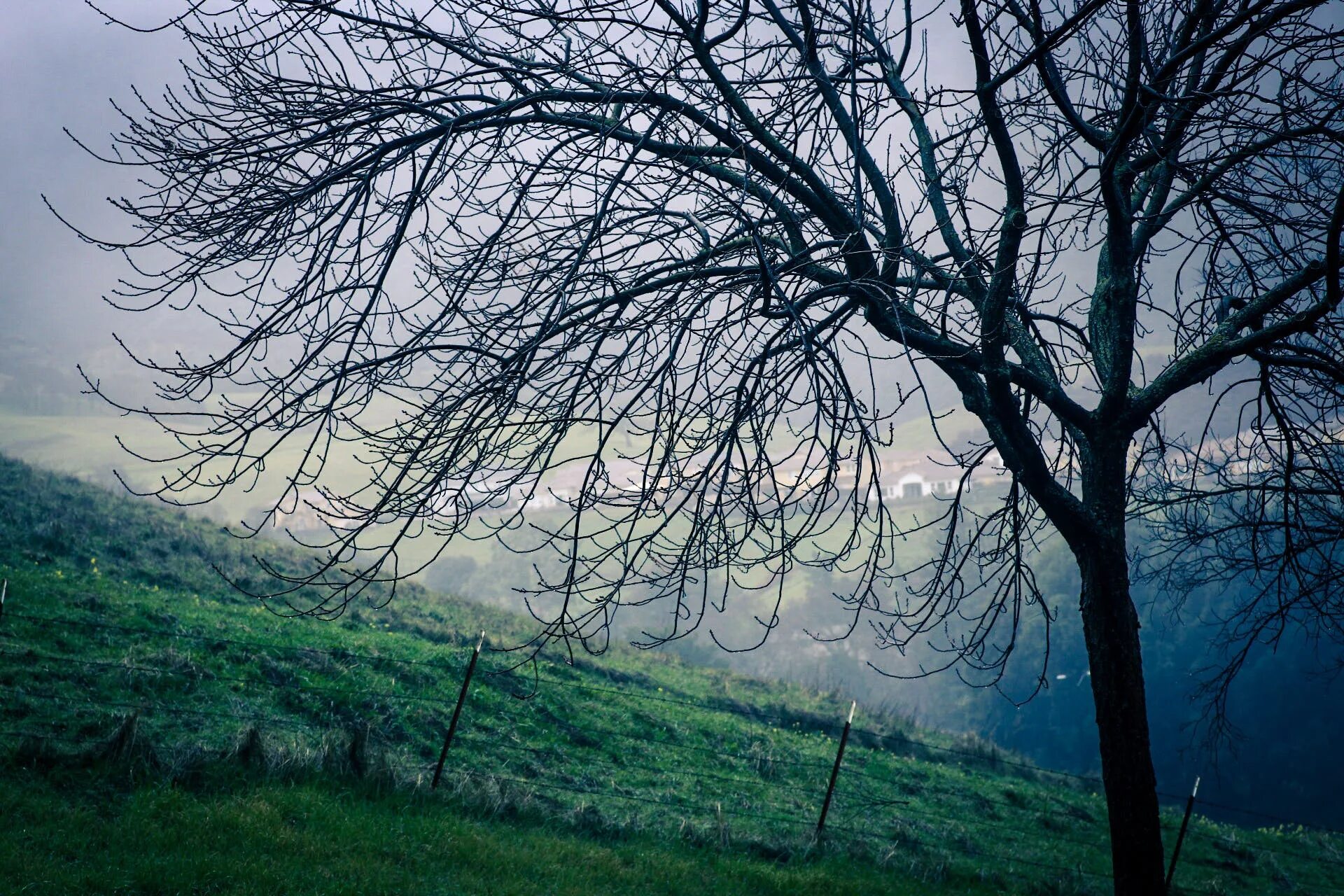 Raining tree