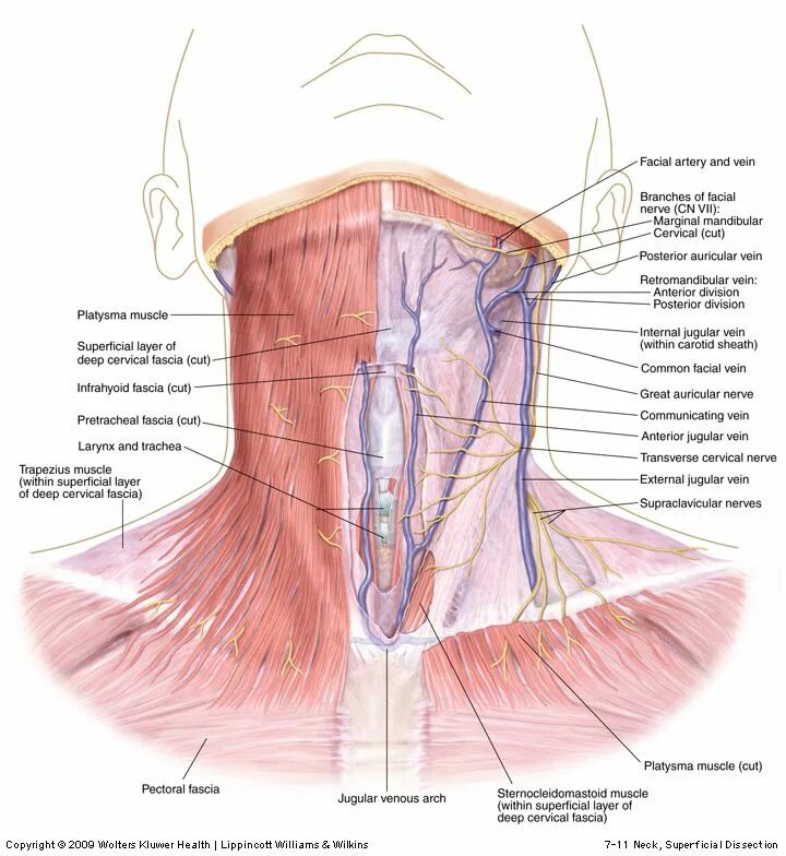 Шея снизу. Строение шеи спереди. Топографическая анатомия шеи мышцы шеи. Топография мышц шеи анатомия. Строение снизу шея.
