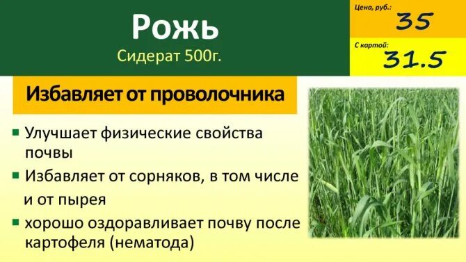 Посеем рожь овес. Рожь озимая сидерат. Овес сидерат. Сидераты рожь овес. Многолетние травы сидераты.