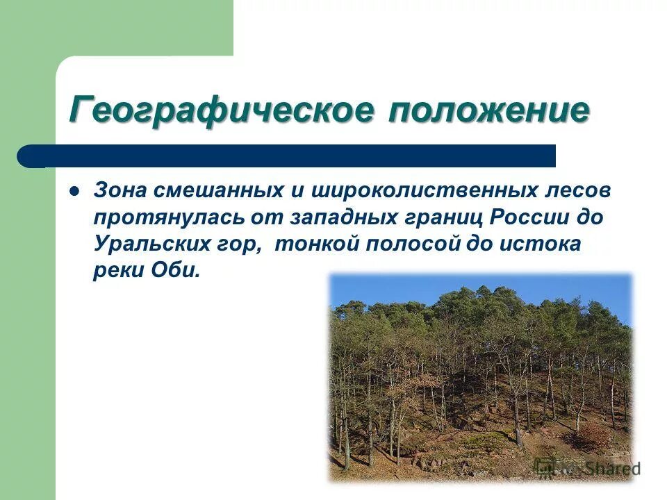 Географическое широколиственных лесов в россии