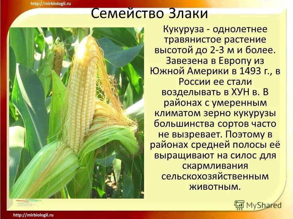 Пример культурных растений из дальних стран Культурное растение пришедшее из дальних стран 2