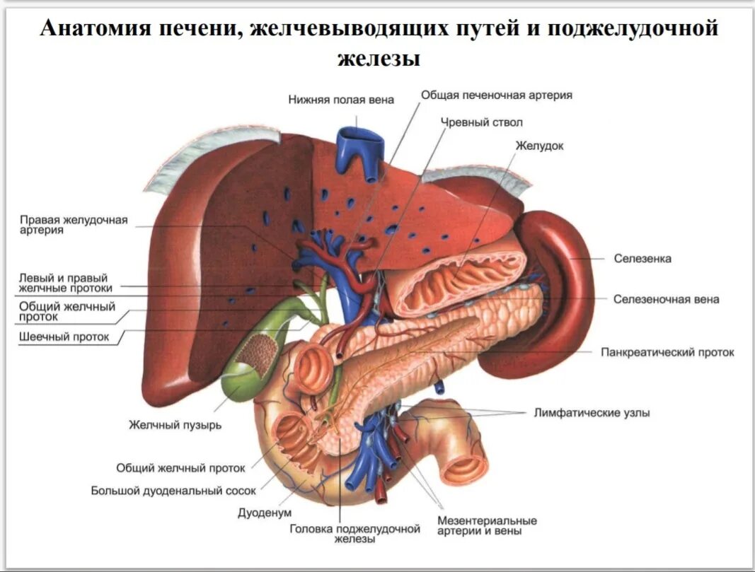 Поджелудочный желчный путь. Печень, желчный пузырь, поджелудочная железа анатомия строение. Печень желчный пузырь поджелудочная железа анатомия. Строение печени и поджелудочной железы. Строение печени и желчевыводящих путей.