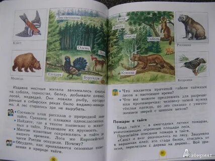 Окружающий мир 3 класс стр 95