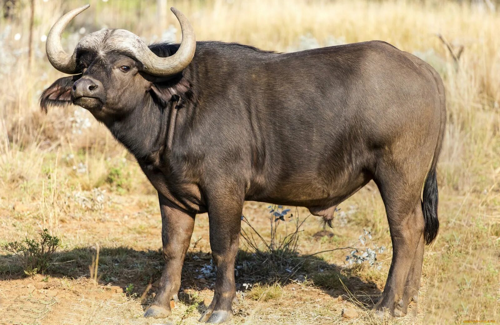 Крупный рогатый зверь массивного телосложения. Кафрский буйвол. Африканский буйвол. Буйвол Буффало. Буйвол в саванне.