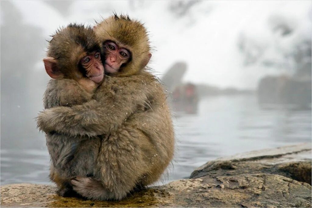Животные обнимают. Объятия животных. Обезьянки обнимаются. Влюбленные обезьяны. Милые обезьяны.
