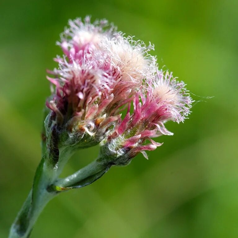 лапка трава