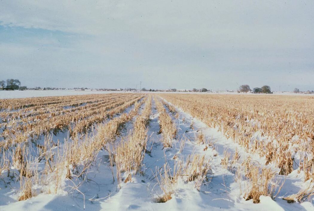 Озимые виды. Снегозадержание почвы на полях. Снегозадержание мелиорация. Пшеница зимой. Снегозадержание зимой на полях.