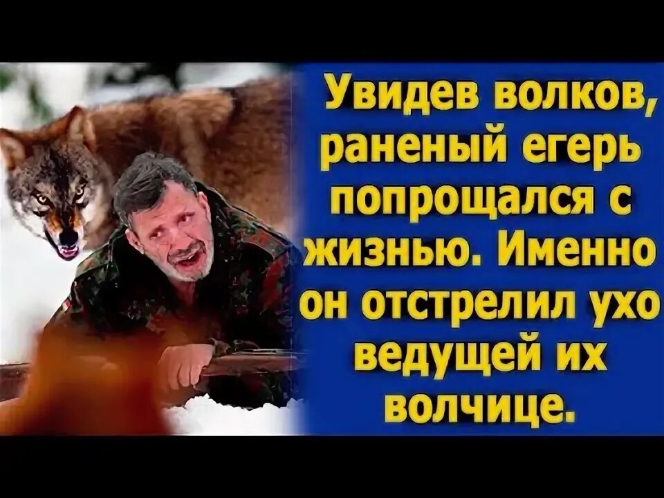 Она видела волка. Как видят волки. Включите увидели Волков. Подстрелили волка большого в Крыму.