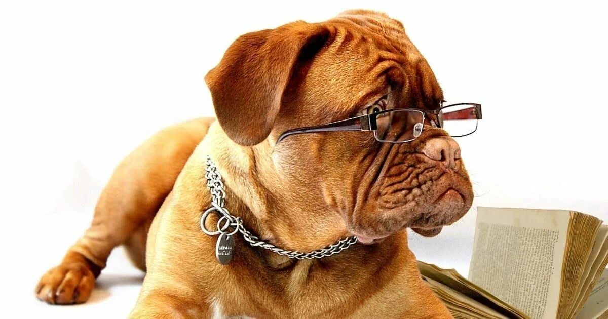 Самые умные домашние животные топ. Intelligent dogs. Intelligent dogs. Умная собака. Шелти порода.