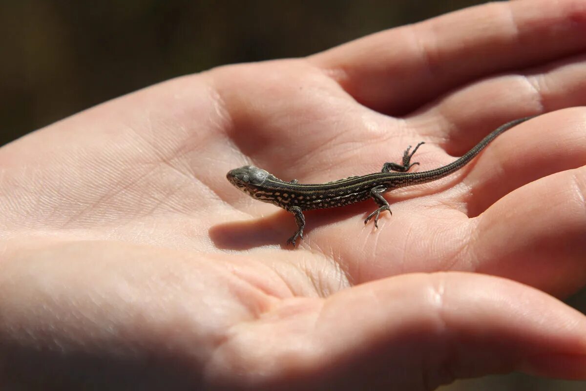 Мелкие ящерицы. Карликовый геккон (Sphaerodactylus ariasae). Ящерица Харагуанский сферо. Прыткая ящерица маленькая. Круглопалый геккон.