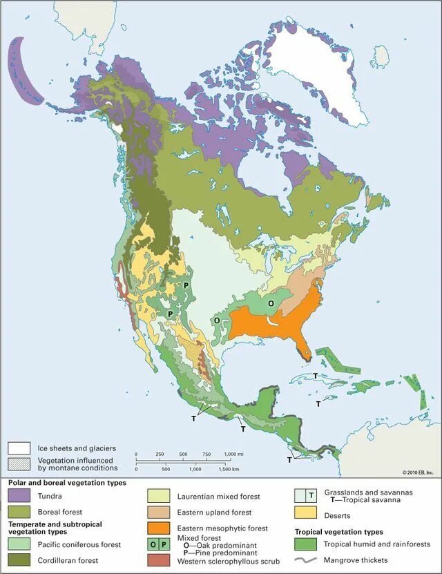 Vegetation and soils. Vegetation zone. american geographical zones. regions of north america. north america counti map.