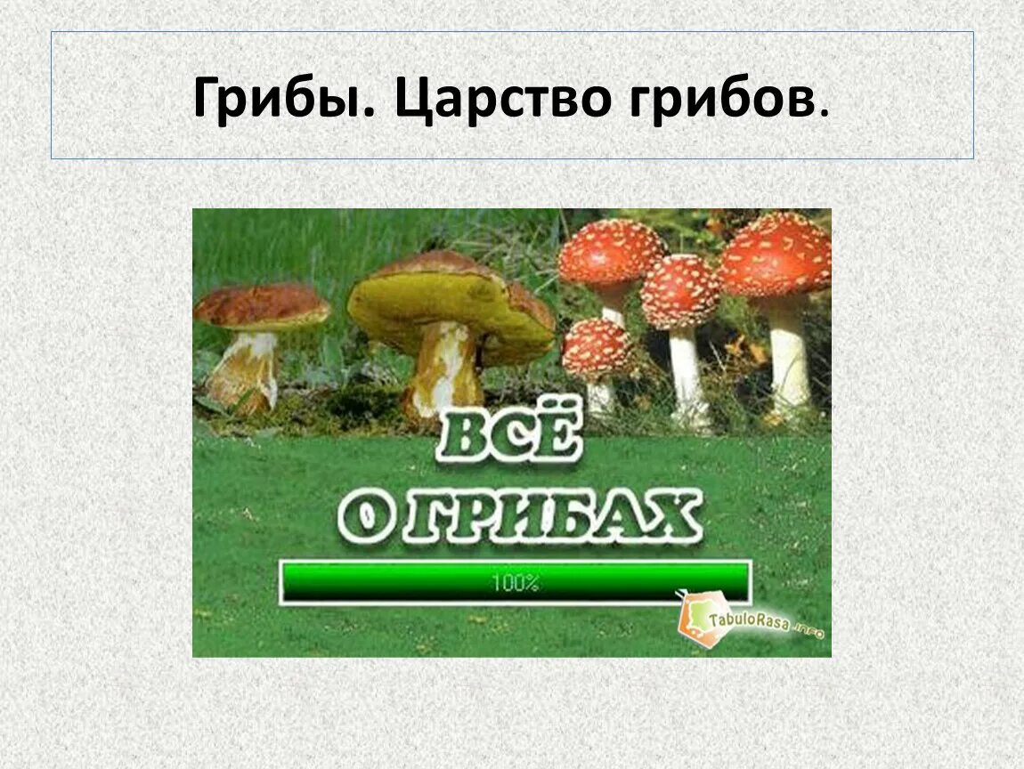 Есть царство грибов. Царство грибов. Царство грибов 3 класс. Грибы биология слайды. Сообщение о царстве грибов.