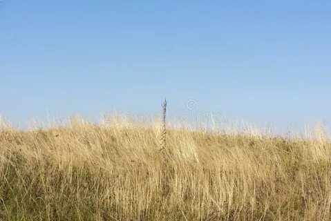 Blues grass