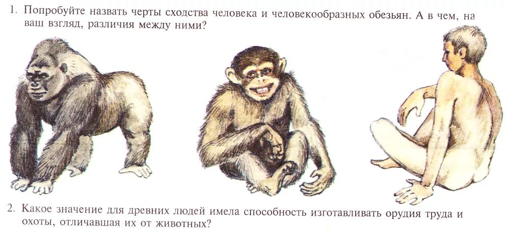 Различие между человеком и человекообразной обезьяной. Сходство человека и обезьяны. Общий предок человека и человекообразных обезьян. Шимпанзе и человек сходство. Сходство человека с приматами.