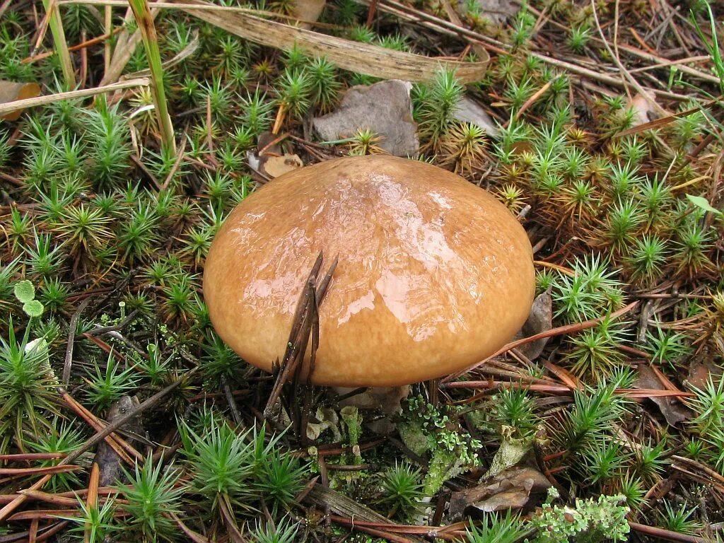 маслята под елью. маслята в сосновом бору. грибы маслята. степные маслята. маслята в сосновом бору.