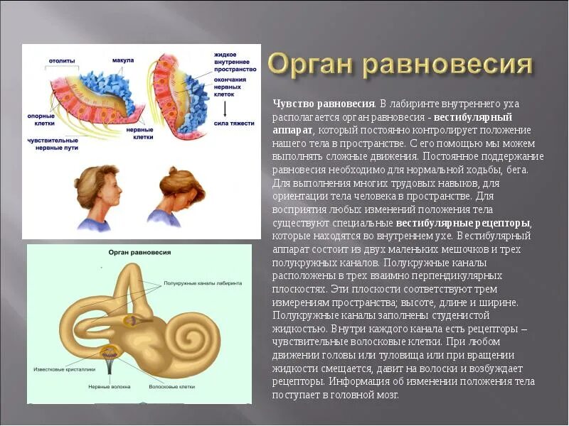 Орган равновесия вестибулярный аппарат. Вестибулярный анализатор внутреннее ухо. Вестибулярный аппарат внутреннего уха строение функции. Рецепторы органа равновесия расположены:. Анализатор равновесия рецепторы.