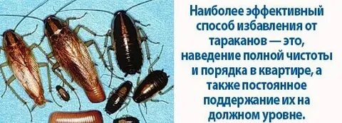 Тараканов дом 2