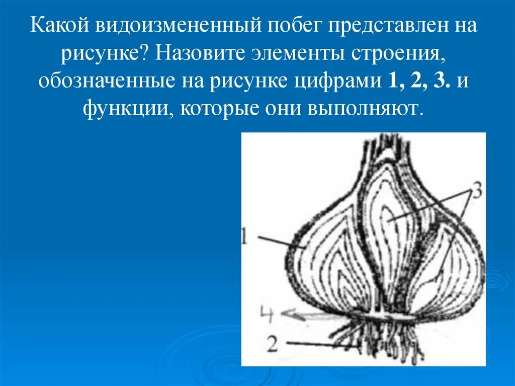Назовите структуру обозначенную цифрой 1. Строение луковицы егэ. луковица элементы строения и их функции. какой видоизмененный побег представлен на рисунке. какой видоизмененный побег представлен на рисунке назовите элементы.