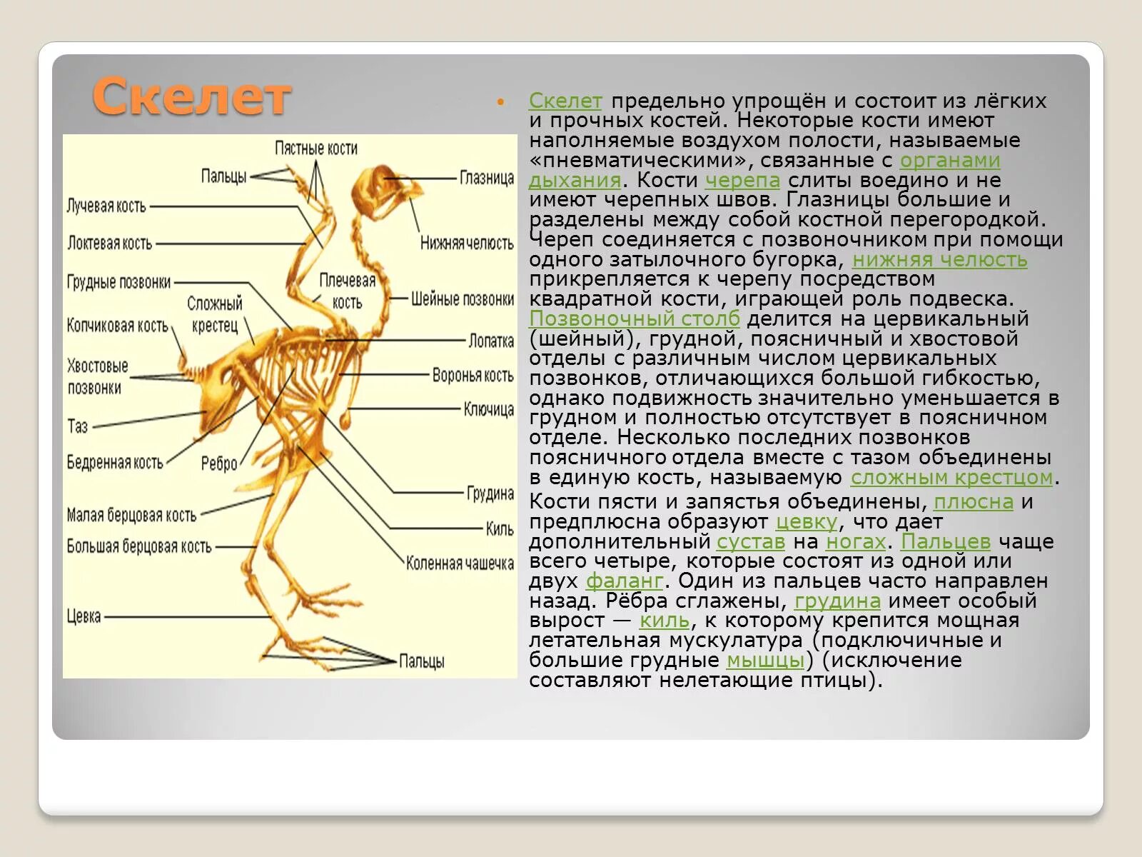 Кости птиц легкие в связи с тем. Скелет птицы. Строение скелета птицы. Строение костей птиц. Внешнее строение и скелет птиц.