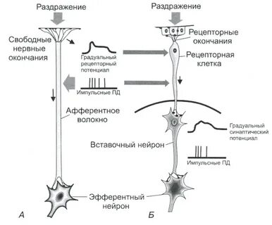 Отделяет клетки