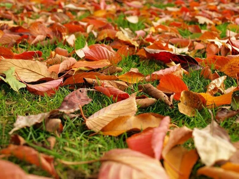 #SPB #SaintPetersburg #Wallpaper #Обои #СПб #СанктПетербург #Осень #Autumn Wallp