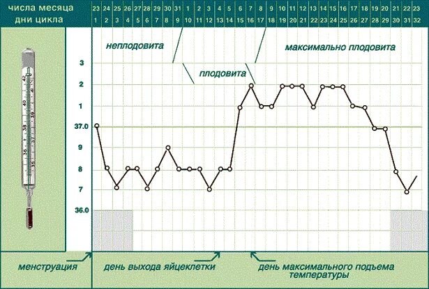 Через сколько падает температура после. График температуры цикла месячных. Графики базальной температуры внематочной беременности. Базальная температура при беременности. График БТ перед месячными.