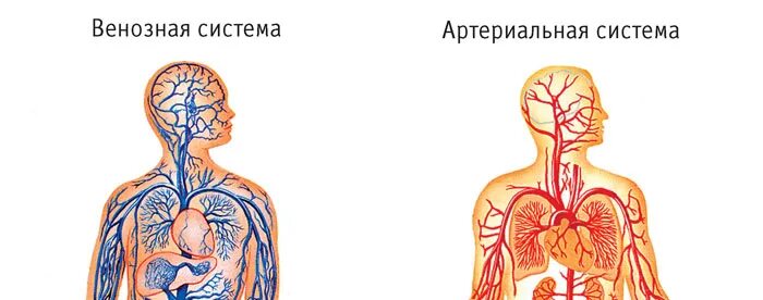 Почему кровь темная из вены. Венозная и артериальная кровь цвет. Венозная и артериальная кровь различия. Артериальная и венозная система человека. Артериальная кровь и венозная кровь.