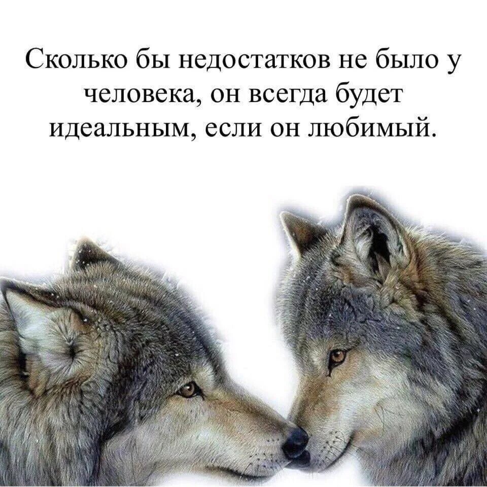 Почему говорят волк. Статусы про Волков. Цитаты волка про любовь. Высказывания о волках и любви. Волк с надписью.