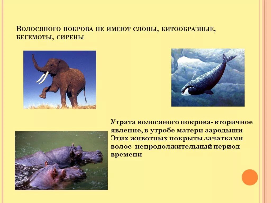 Редукция китов. Китообразные волосяной покров. редукция волосяного покрова. слоны волосяной покров. волосяной покров животных.