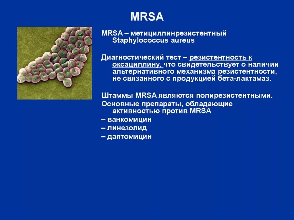Staphylococcus антибиотики. Метициллинрезистентный золотистый стафилококк. mrsa mrse стафилококки. mrsa стафилококки антибиотики. метициллин резистентный стафилококк.